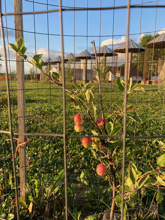 The Genius Behind the Heirloom Orchard Dan Bussey Silverwood Park