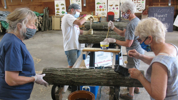 This is a picture of volunteers creating mushroom logs for Silverwood Park's mushroom workshop.