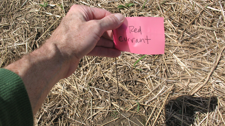 This is a picure of an agroforestry plot flag for red currant bushes.