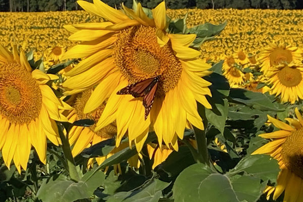 This is a picture of a monarch butterfly perched on a sunflower
