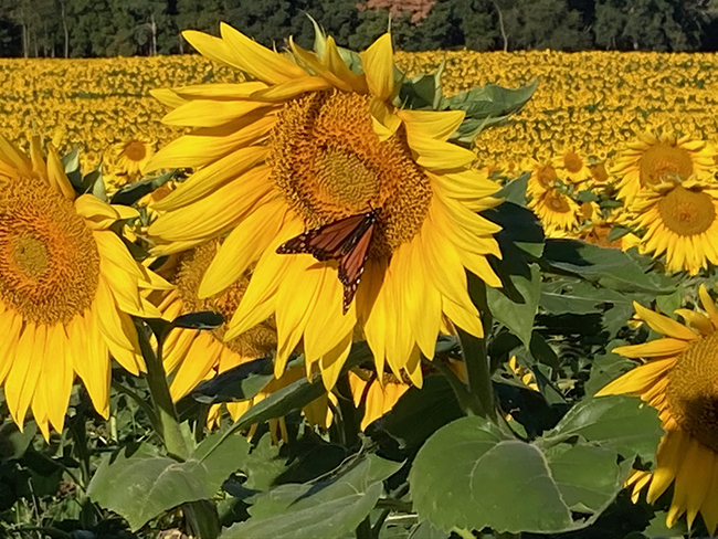 This is a picture of a monarch butterfly perched on a sunflower