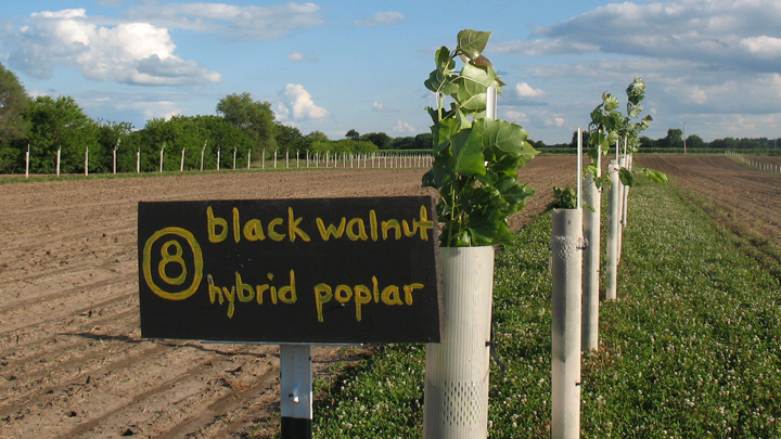 This is a picture of an agroforestry row-cropping demonstration area at Silverwood Park.