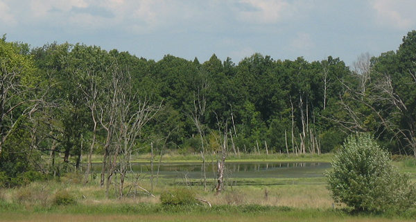 This is a picture of wetlands at Silverwood Park
