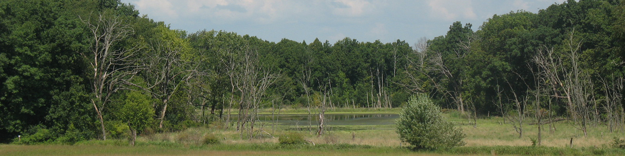 This is a picture of wetlands at Silverwood Park