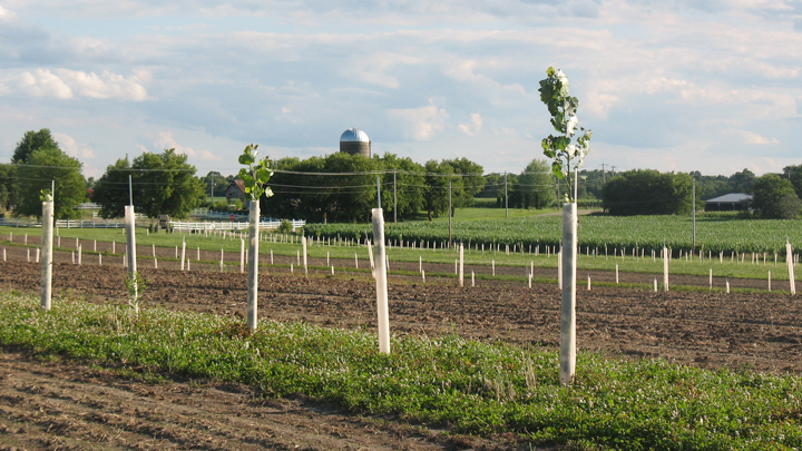 This is a picture of the row-cropping demonstration area at Silverwood Park