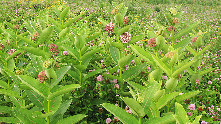 This is a picture of pollinator prairie plants at Silverwood Park