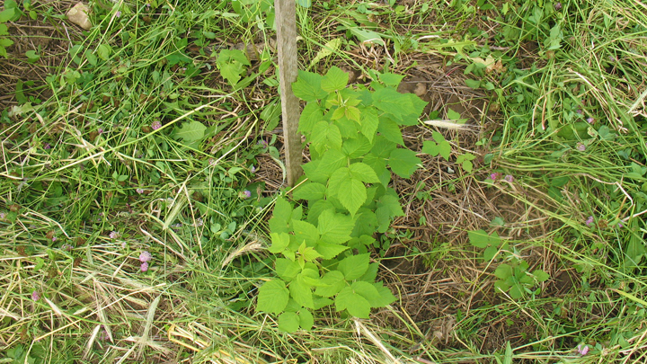 This is a picture of a new raspberry bush at Silverwood Park