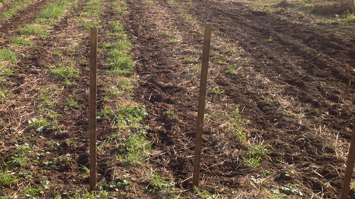 This is a picture of soil at Silverwood Park