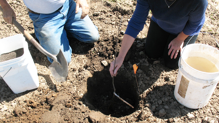 This is a picture of tree planting at Silverwood Park.
