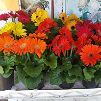 Burdick's Greenhouse