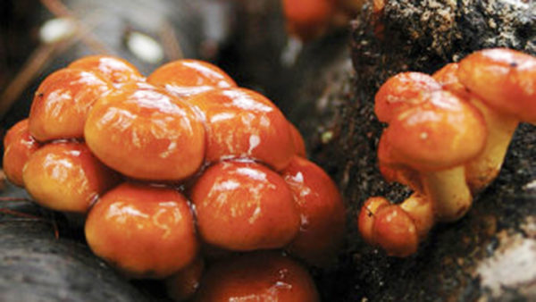 This is a picture of a Nameko Mushroom Log.