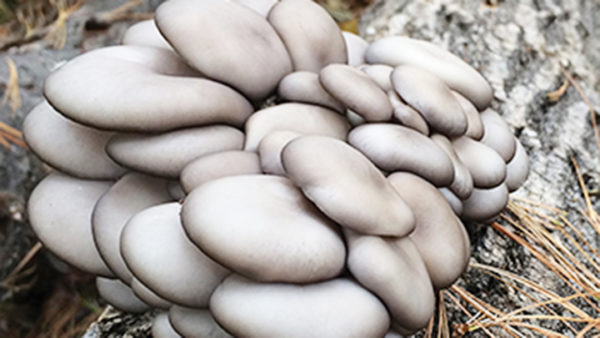 This is a picture of an oyster mushroom log.