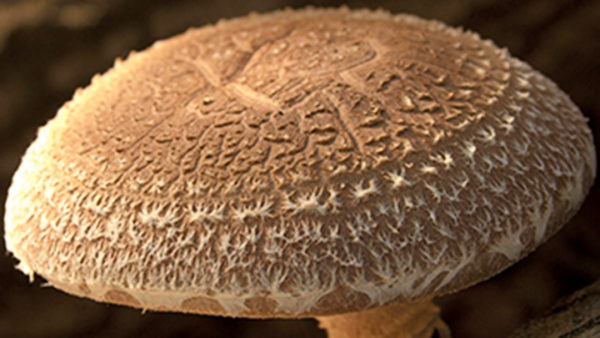 This is a picture of a shiitake mushroom log.